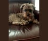 Photo of Malcolm Wiggles, a Shih Tzu, Poodle (Small), Miniature Schnauzer, and Lhasa Apso mix in Tigard, Oregon, USA
