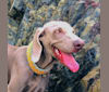 Arya the Weim, a Weimaraner tested with EmbarkVet.com
