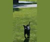 Giuseppe, a Labrador Retriever and Staffordshire Terrier mix tested with EmbarkVet.com