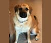 Photo of Burkin, a Labrador Retriever, Boxer, Chow Chow, Golden Retriever, Dachshund, and Pug mix in Moorhead, MN, USA