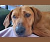 Gus, a Redbone Coonhound and American Pit Bull Terrier mix tested with EmbarkVet.com