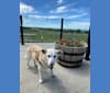 Charlie, a Chihuahua and Labrador Retriever mix tested with EmbarkVet.com