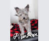 Piper Rose, a Chihuahua and Poodle (Small) mix tested with EmbarkVet.com