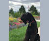 Photo of Donovan, a Kerry Blue Terrier  in West Valley City, UT, USA