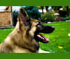 Rhett, a German Shepherd Dog tested with EmbarkVet.com