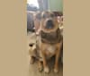 Photo of Wilson, a Norwegian Elkhound, Golden Retriever, and Treeing Walker Coonhound mix