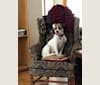 Photo of Gunnar, an American Bulldog and Staffordshire Terrier mix in Alsip, Illinois, USA