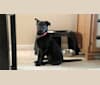 Daytona, a Staffordshire Terrier and German Shepherd Dog mix tested with EmbarkVet.com
