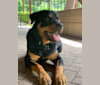 Diesel, a Rottweiler and German Shepherd Dog mix tested with EmbarkVet.com