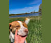 Bosco, a Beagle and Siberian Husky mix tested with EmbarkVet.com
