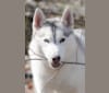 Ciri, a Siberian Husky tested with EmbarkVet.com