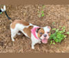 Photo of Rosie, an American Pit Bull Terrier and Bulldog mix in Wilmington, North Carolina, USA