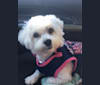 DOLLY, a Maltese and Poodle (Small) mix tested with EmbarkVet.com