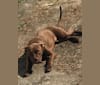 Roxie McWigglesworth, a Staffordshire Terrier and Labrador Retriever mix tested with EmbarkVet.com