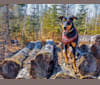 Hati, a Doberman Pinscher and German Shepherd Dog mix tested with EmbarkVet.com