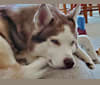 Penny, a Siberian Husky and Alaskan Malamute mix tested with EmbarkVet.com