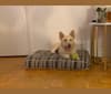 Milo, a Siberian Husky and Pug mix tested with EmbarkVet.com