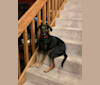 Dobby, a Catahoula Leopard Dog and Doberman Pinscher mix tested with EmbarkVet.com