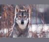 Aleu, a Siberian Husky and Alaskan Malamute mix tested with EmbarkVet.com
