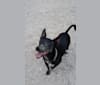 IVY, a Russell-type Terrier and Chihuahua mix tested with EmbarkVet.com