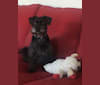 JUNO, a Poodle (Small) and Rat Terrier mix tested with EmbarkVet.com