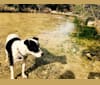 Hamlet, a Doberman Pinscher and American Pit Bull Terrier mix tested with EmbarkVet.com