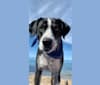 Photo of Rex, an American Pit Bull Terrier, Australian Cattle Dog, Catahoula Leopard Dog, Border Collie, and Mixed mix in Sparks, Nevada, USA