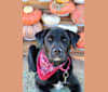 Photo of Donte, a Labrador Retriever, Great Pyrenees, and Australian Cattle Dog mix in College Station, Texas, USA