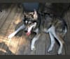 Photo of Destiny, a Siberian Husky, German Shepherd Dog, and Rottweiler mix