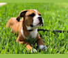 Photo of Baxter, a Bulldog and Beagle mix in Florida, USA