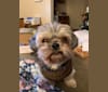 Photo of Tobi, a Shih Tzu, Pekingese, and Yorkshire Terrier mix in Lusby, Maryland, USA