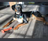 AJ, a Labrador Retriever and American Pit Bull Terrier mix tested with EmbarkVet.com