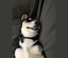 Sköll, a Siberian Husky and German Shepherd Dog mix tested with EmbarkVet.com