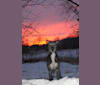 Photo of Iggy, a Greyhound, Whippet, Borzoi, and Mixed mix in Oronoco, Minnesota, USA