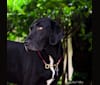 Photo of Joey, a Labrador Retriever, American English Coonhound, American Foxhound, and Treeing Walker Coonhound mix in Richmond, Virginia, USA