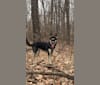 Scout, a German Shepherd Dog and Siberian Husky mix tested with EmbarkVet.com