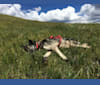 Louise, an Alaskan-type Husky tested with EmbarkVet.com