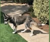 Brooks, a German Shepherd Dog and Siberian Husky mix tested with EmbarkVet.com
