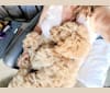 Jackson, a Goldendoodle tested with EmbarkVet.com