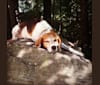 Nellie Noodle, an American Foxhound tested with EmbarkVet.com