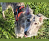 Austri, a Silken Windhound tested with EmbarkVet.com