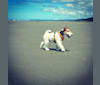 Gizmo, a Wire Fox Terrier tested with EmbarkVet.com