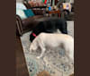 Poppy, a Labrador Retriever and Staffordshire Terrier mix tested with EmbarkVet.com