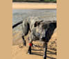 Simba, an American Pit Bull Terrier and German Shepherd Dog mix tested with EmbarkVet.com