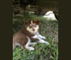 Photo of Merle, a Siberian Husky, Boxer, and Alaskan Malamute mix in Texas, USA
