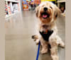 Nacho, a Yorkshire Terrier and Poodle (Small) mix tested with EmbarkVet.com