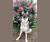 Koda, a German Shepherd Dog tested with EmbarkVet.com