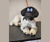 Lilo, a Poodle (Small) and Labrador Retriever mix tested with EmbarkVet.com