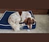 Photo of Lincoln, a Llewellin Setter  in Clovis, CA, USA