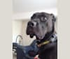 Raphael, a Boxer and Labrador Retriever mix tested with EmbarkVet.com